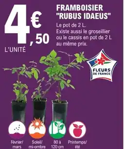 E.Leclerc Jardi Framboisier "rubus idaeus" offre