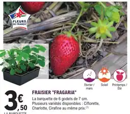 E.Leclerc Jardi Fraisier "fragaria" offre