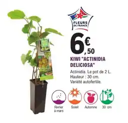 E.Leclerc Jardi Kiwi "actinidia deliciosa" offre