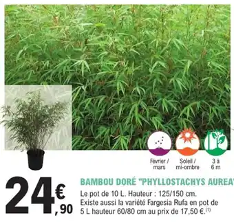 E.Leclerc Jardi Bambou doré "phyllostachys aurea" offre