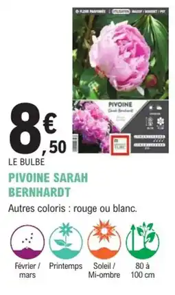 E.Leclerc Jardi Pivoine sarah bernhardt offre