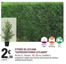 E.Leclerc Jardi Cyprès de leyland "cupressocyparis leylandii" offre