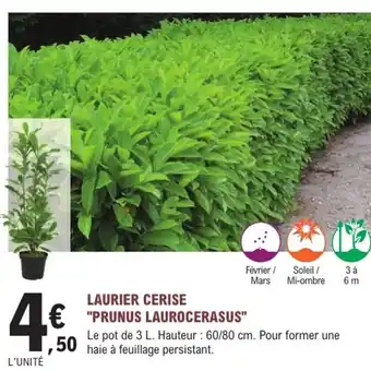 E.Leclerc Jardi Laurier cerise "prunus laurocerasus" offre