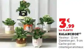 Hyper U Kalanchoe offre