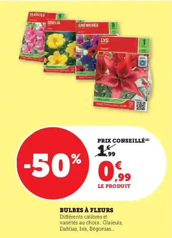 Hyper U Bulbes à fleurs offre