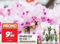 Netto Orchidées 1 tige offre