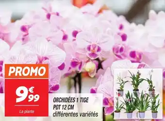 Netto Orchidées 1 tige offre