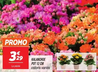 Netto Kalanchoe offre