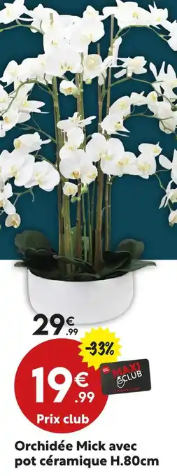 Maxi Bazar Orchidée Mick avec pot céramique offre