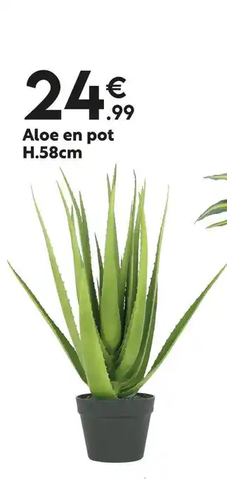 Maxi Bazar Aloe en pot H.58cm offre