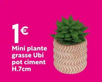 Maxi Bazar Mini plante grasse offre