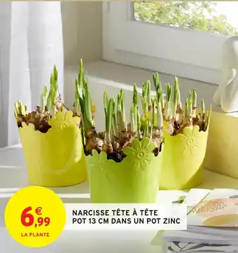 Intermarché Hyper Narcisse tête à tête dans un pot zinc offre