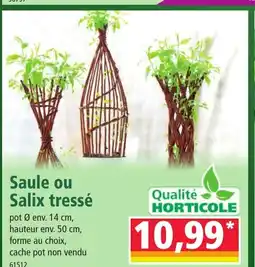 Norma Saule ou Salix tressé offre