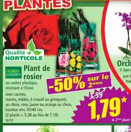 Norma Plant de rosier offre