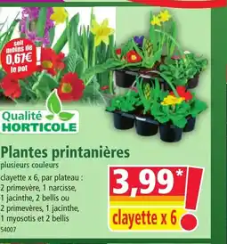 Norma Plantes printanières offre