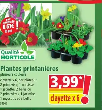 Norma Plantes printanières offre