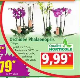 Norma Orchidée Phalaenopsis offre