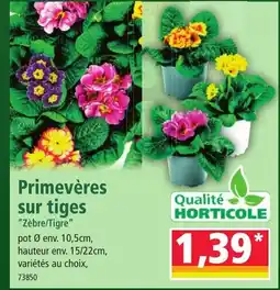 Norma Primevères sur tiges offre