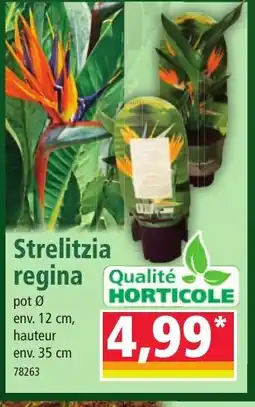 Norma Strelitzia regina offre