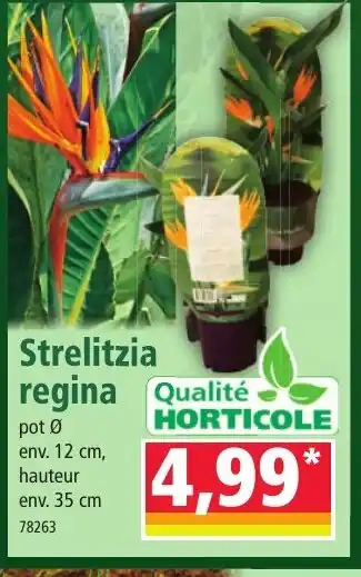 Norma Strelitzia regina offre