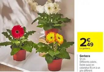 Carrefour Gerbera offre