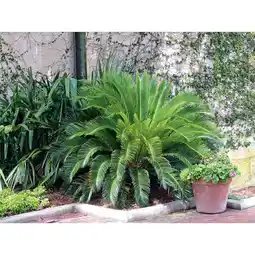 Carrefour Market Cycas offre