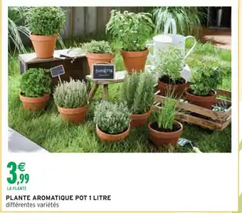 Intermarché Plante aromatique offre