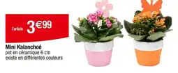 Carrefour Mini Kalanchoé offre