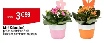 Carrefour Mini Kalanchoé offre