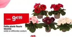 Carrefour Petite plante fleurie Gloxinia offre