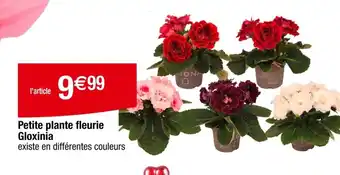 Carrefour Petite plante fleurie Gloxinia offre