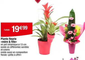 Carrefour Plante fleurie <<mère & fille>> offre