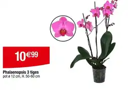 Carrefour Phalaenopsis 3 tiges offre