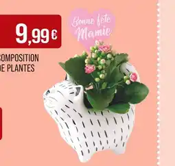 Match Composition de plantes offre