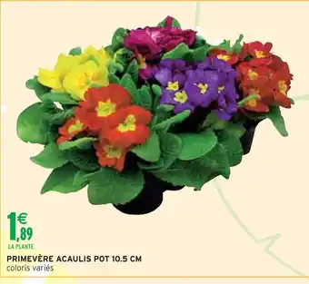 Intermarché Primevère Acaulis Pot 10.5 cm offre