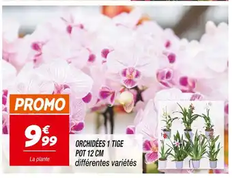 Netto Orchidées 1 tige pot 12 cm offre