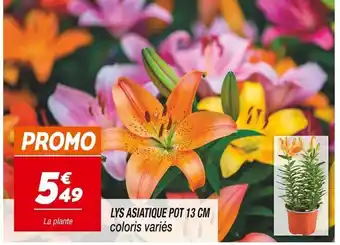 Netto Lys asiatique pot 13 cm offre