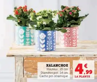 Hyper U Kalanchoe offre