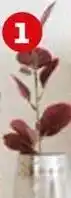 Auchan Actuel branche eucalyptus offre