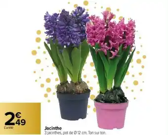 Carrefour Jacinthe offre