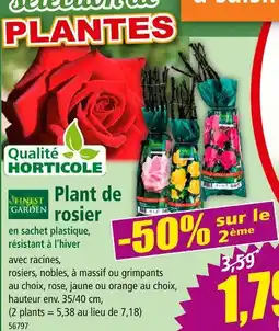 Norma Finest Garden Plant de rosier offre