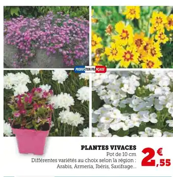 U Express Plantes vivaces offre