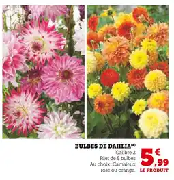 U Express Bulbes de dahlia offre