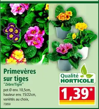 Norma Primevères sur tiges zèbre/tigre offre