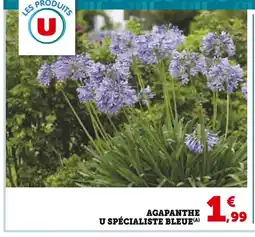 U Express U SPÉCIALISTE BLEUE Agapanthe offre