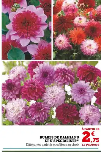 U Express U et U Spécialiste Bulbes de dahlias offre