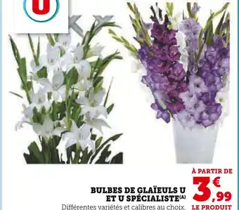 U Express ET U SPÉCIALISTE Bulbes de glaïeuls offre