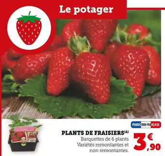 U Express Plants de Fraisiers offre