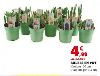 U Express Bulbes en pot offre