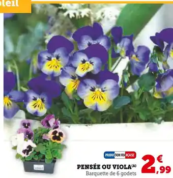 U Express Pensée ou Viola offre